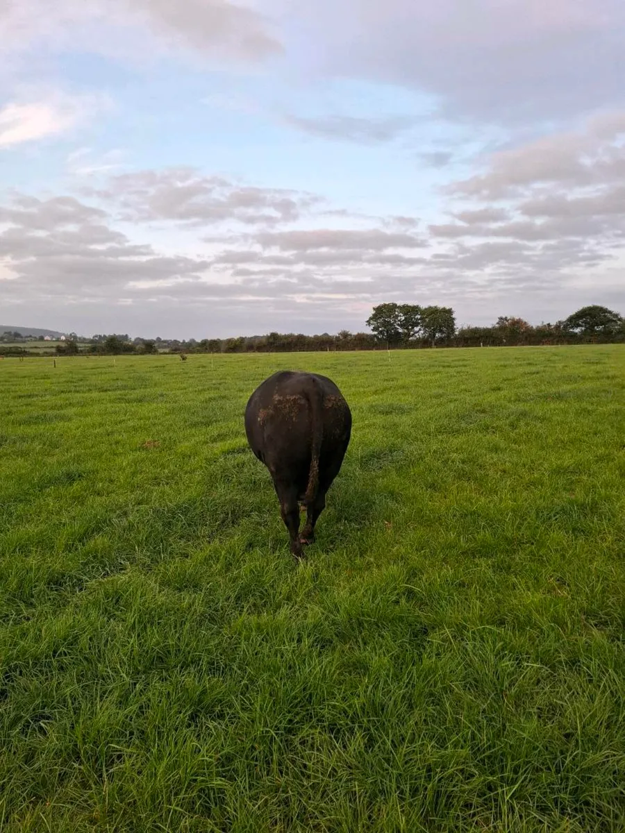 AA Bull - Image 3