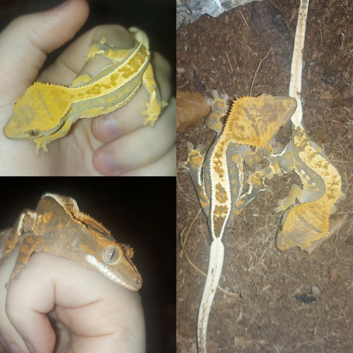 Crested geckos - Image 1