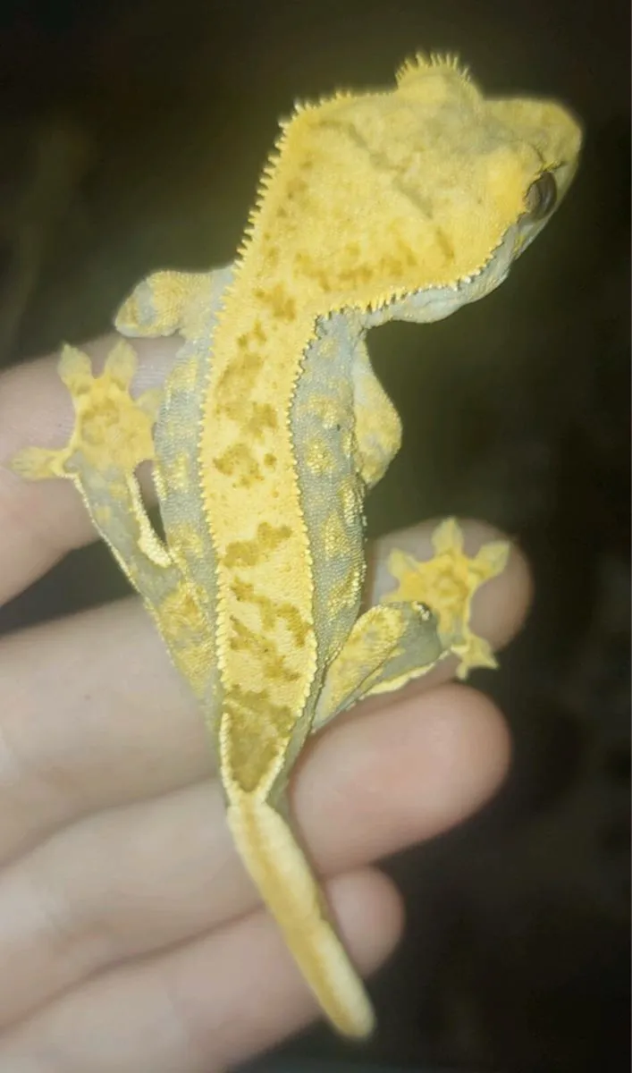 Crested geckos - Image 2