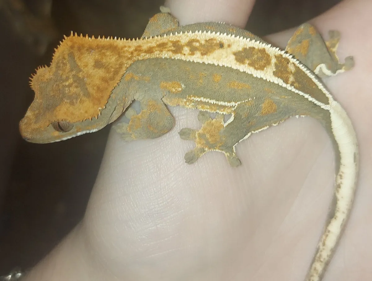 Crested geckos - Image 3