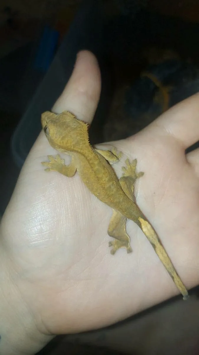 Crested geckos - Image 4