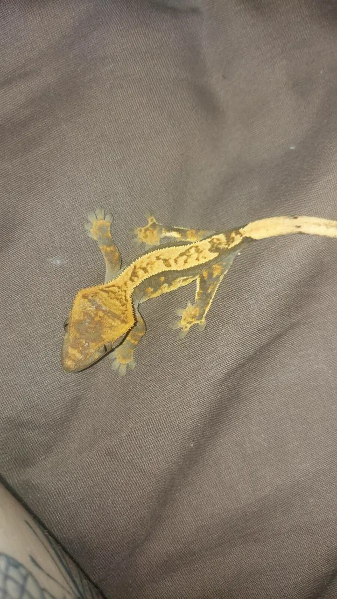 Baby crested gecko (1 left) - Image 2