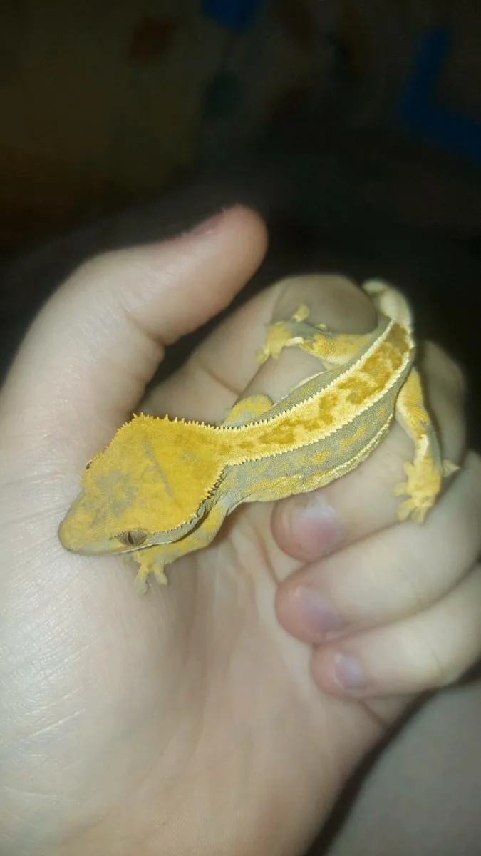 Baby crested gecko (1 left) - Image 3