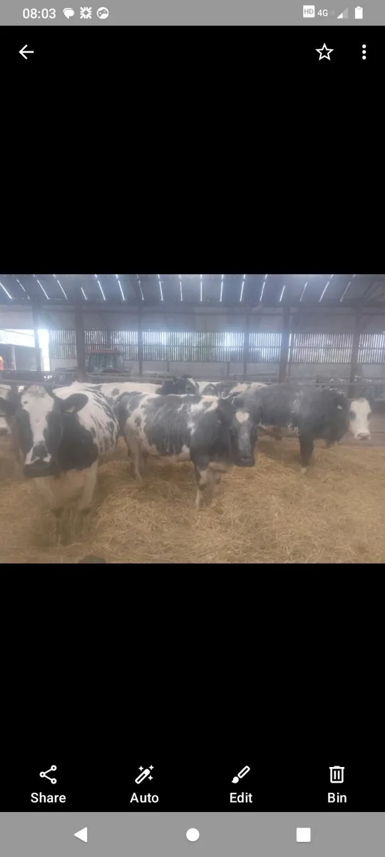 Suckler cows - Image 1