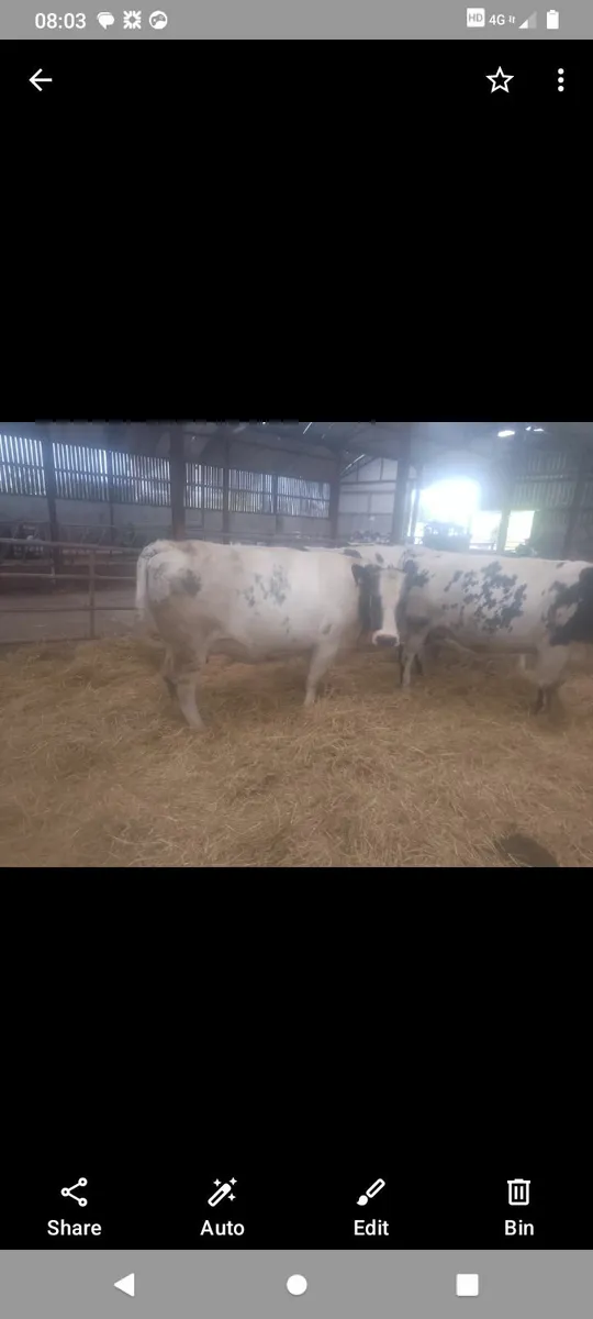 Suckler cows - Image 2