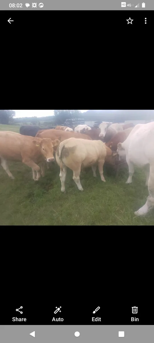 Suckler cows - Image 3