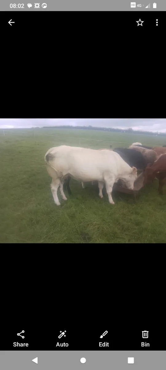 Suckler cows - Image 4