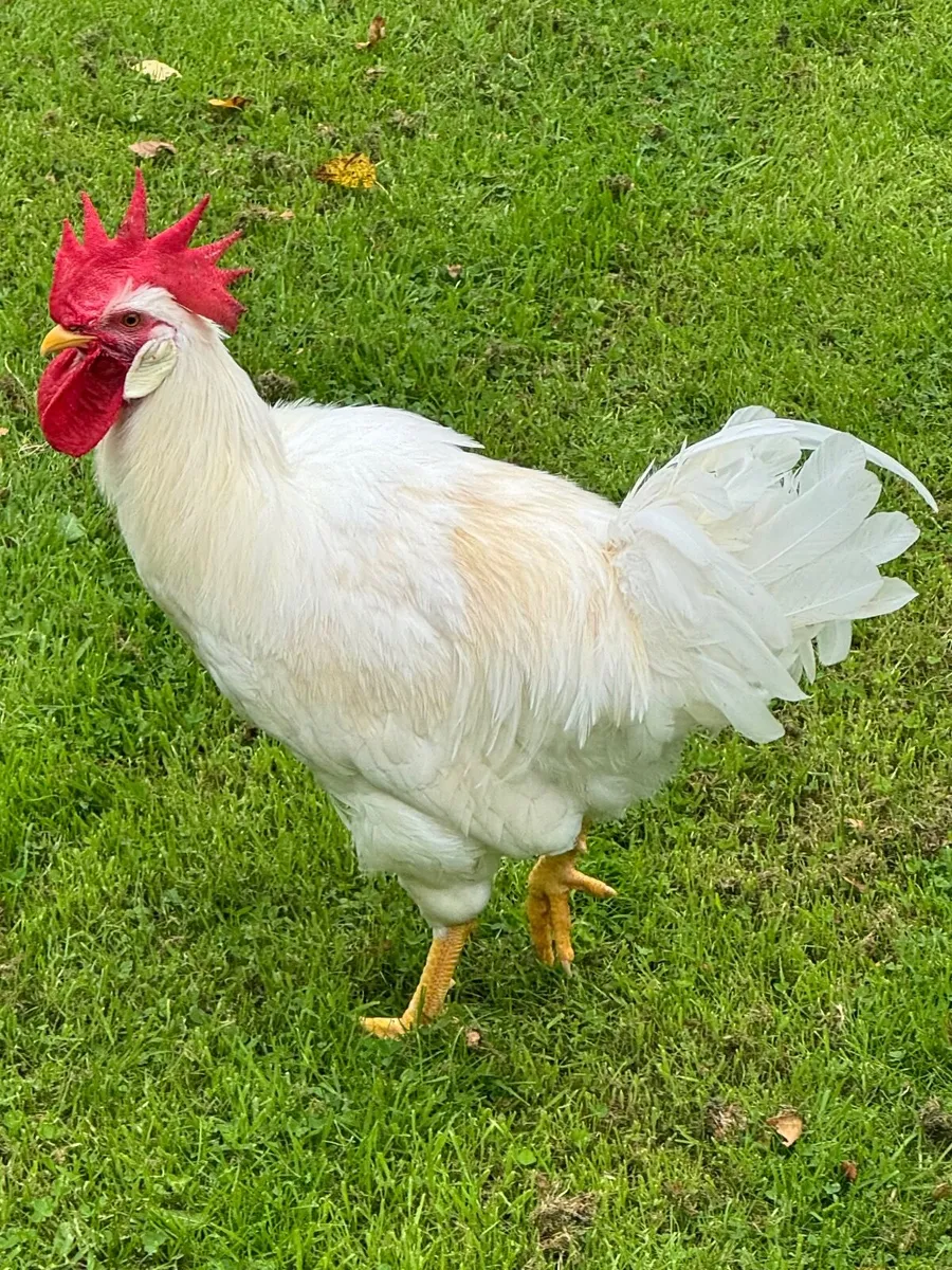 White Leghorn Roosters - Image 3