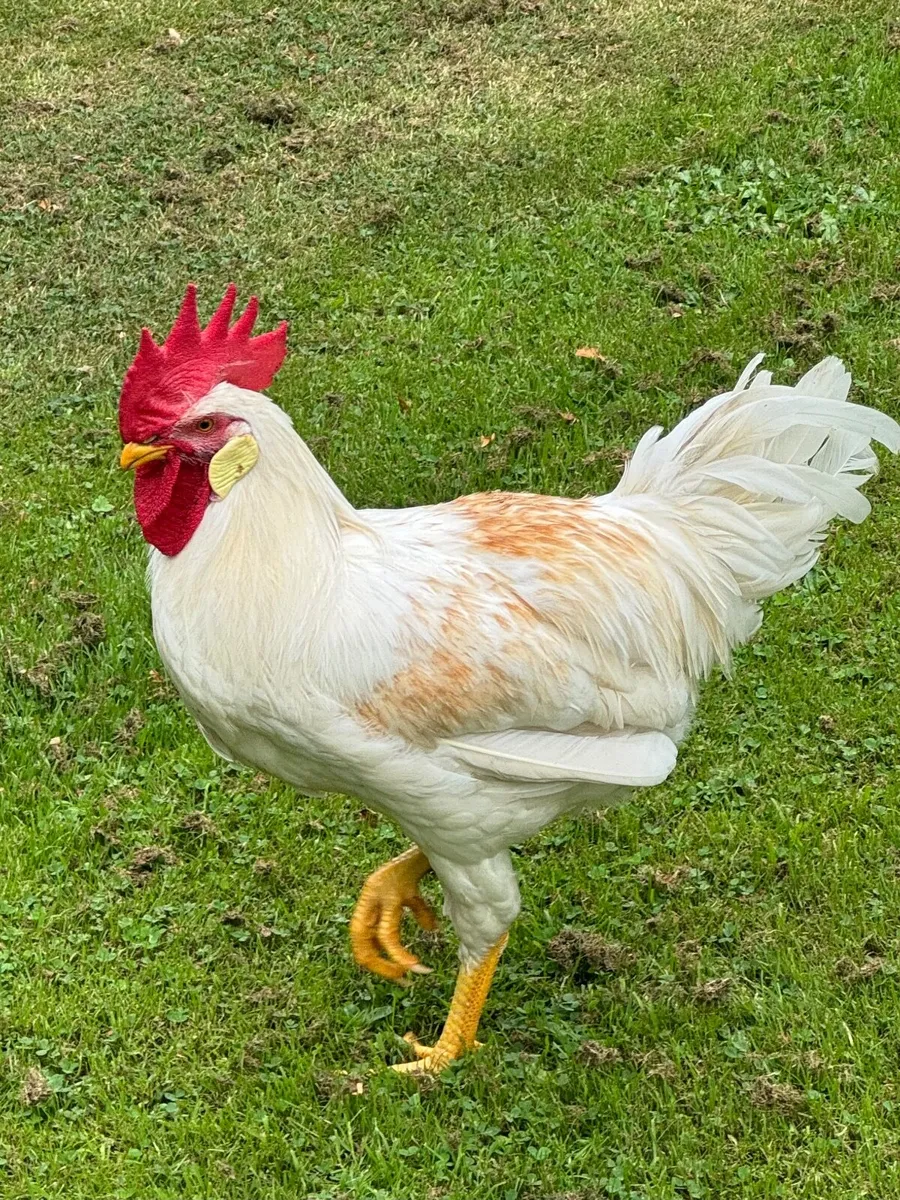 White Leghorn Roosters - Image 4