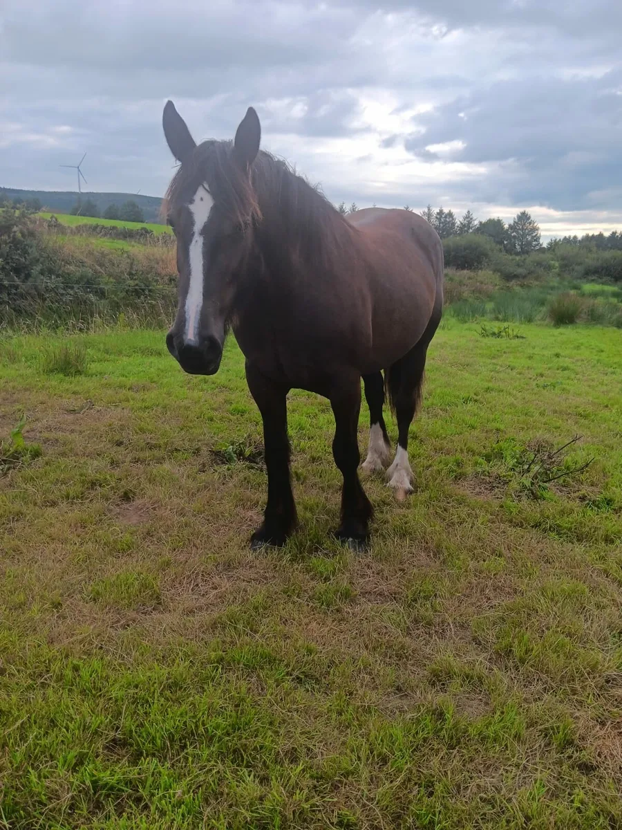 2yr old filly - Image 1