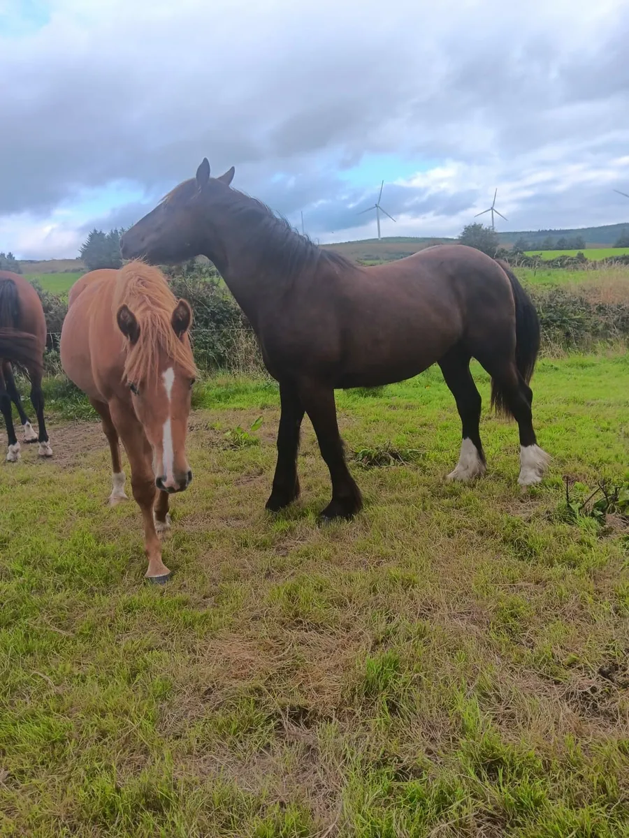 2yr old filly - Image 2