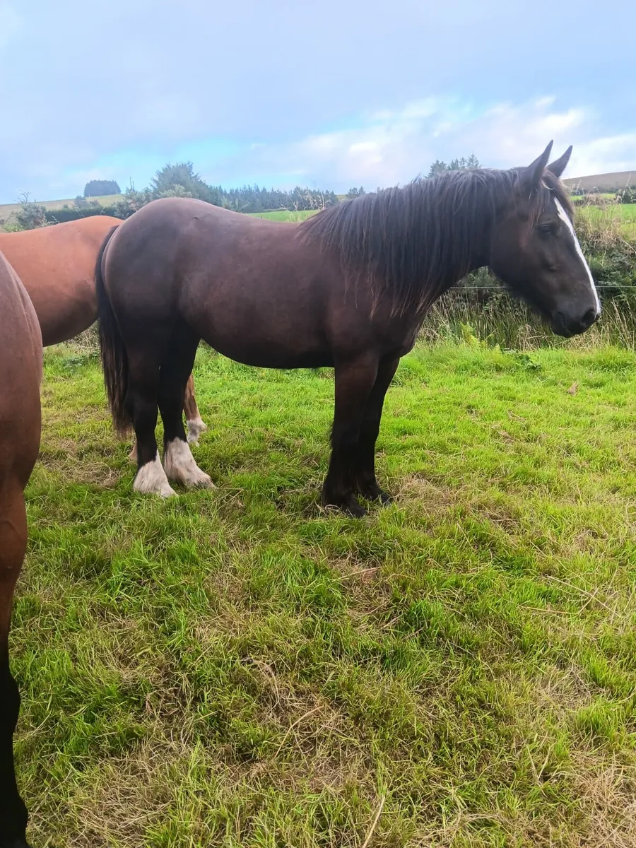 2yr old filly - Image 3