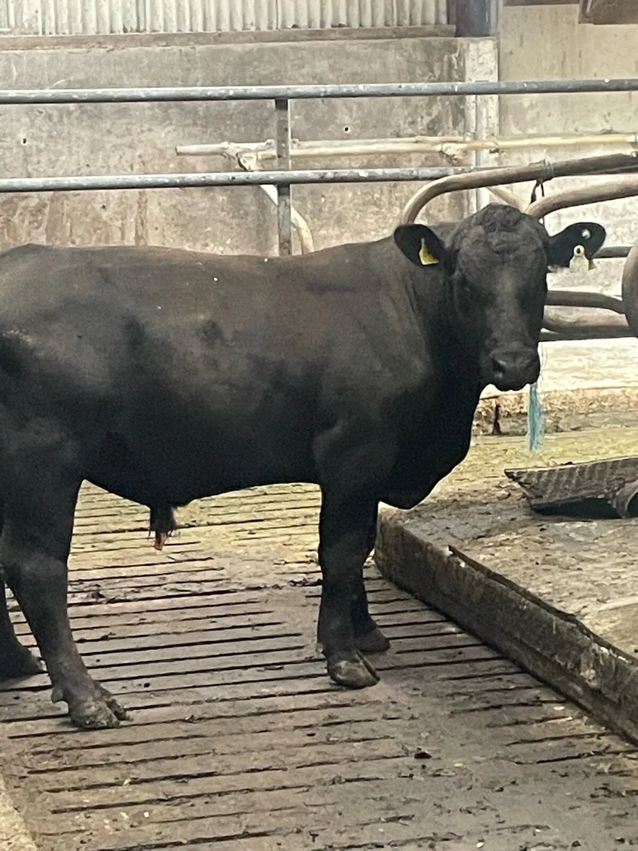 Aa bull - Image 1