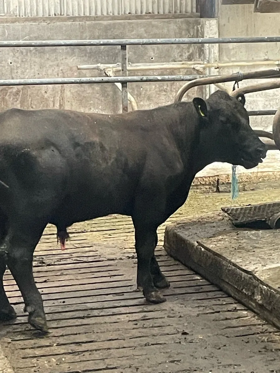 Aa bull - Image 2