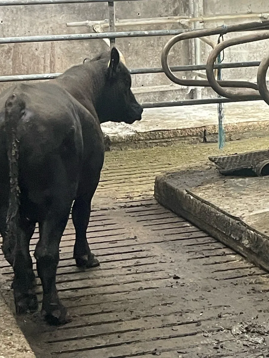 Aa bull - Image 3