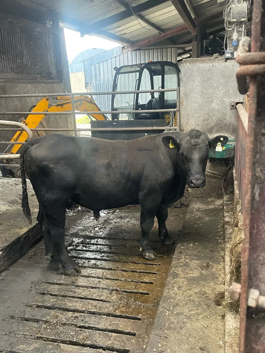 Aa bull - Image 4