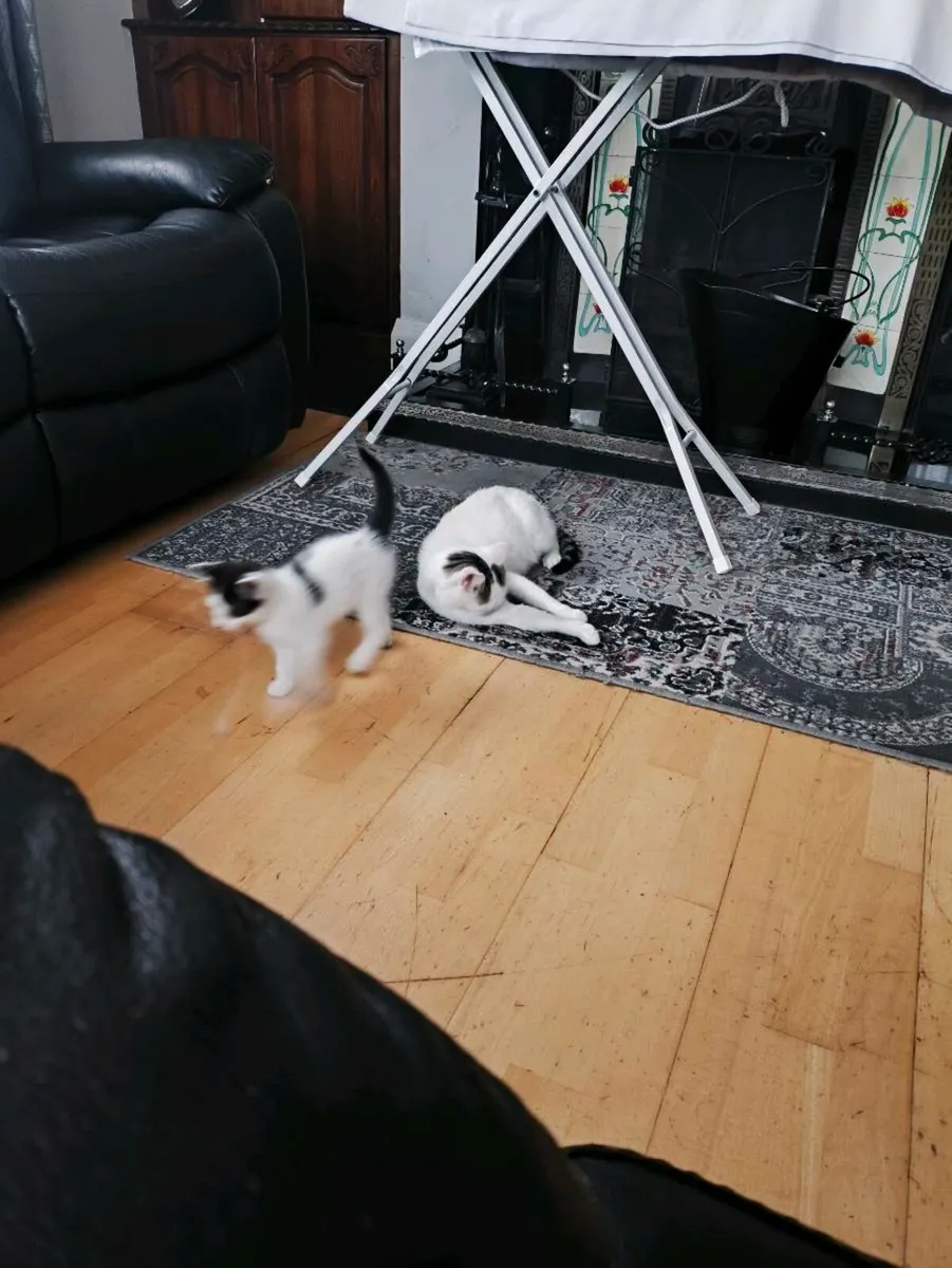 Kittens - Image 2