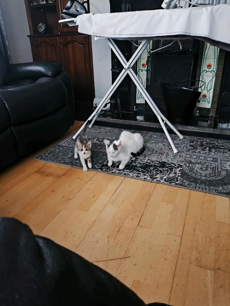Kittens - Image 3