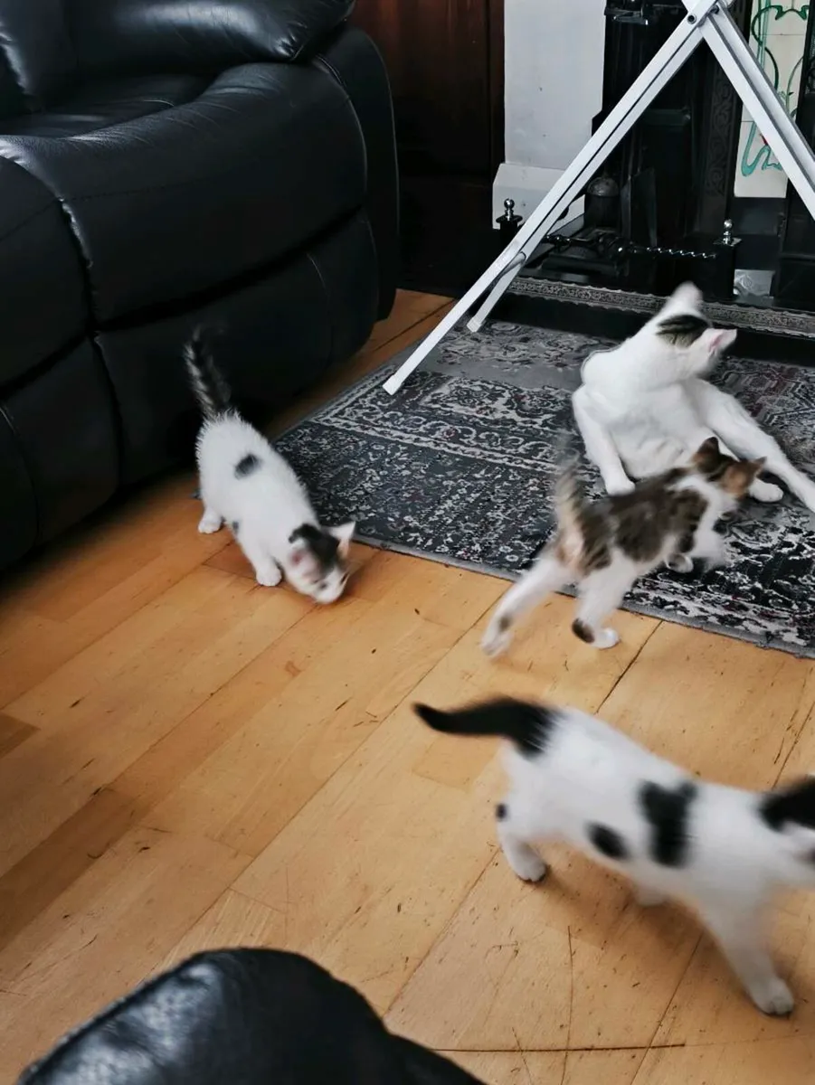 Kittens - Image 4