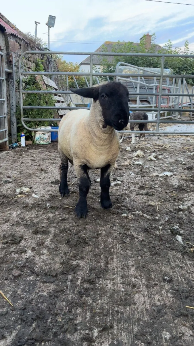 Pbnr Suffolk ram lamb - Image 2