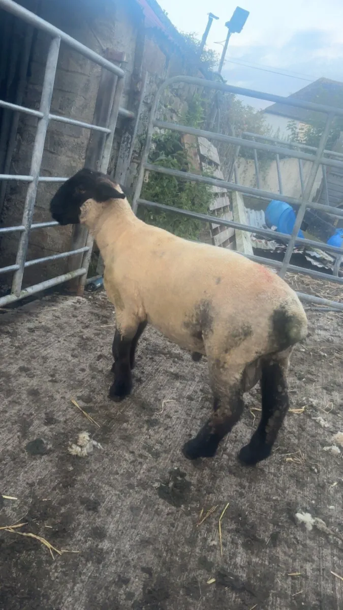 Pbnr Suffolk ram lamb - Image 3