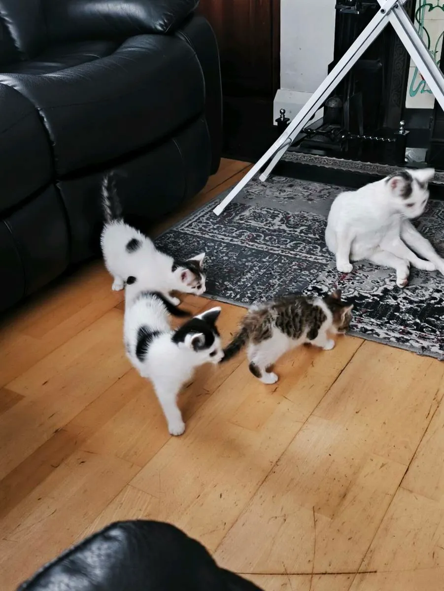 Kittens - Image 1