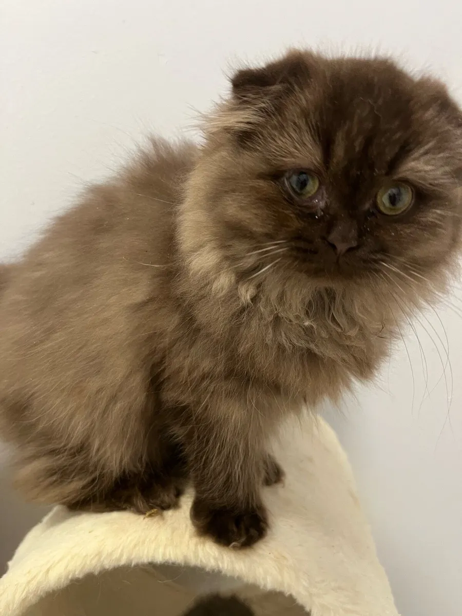 Scottish fold female - Image 1