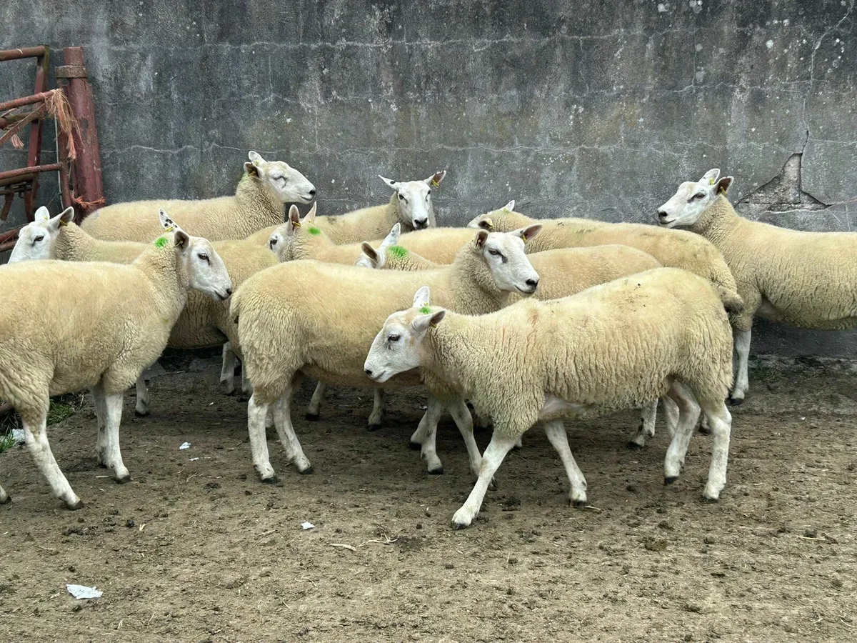 10 Tx Cross Hoggets for sale - Image 1