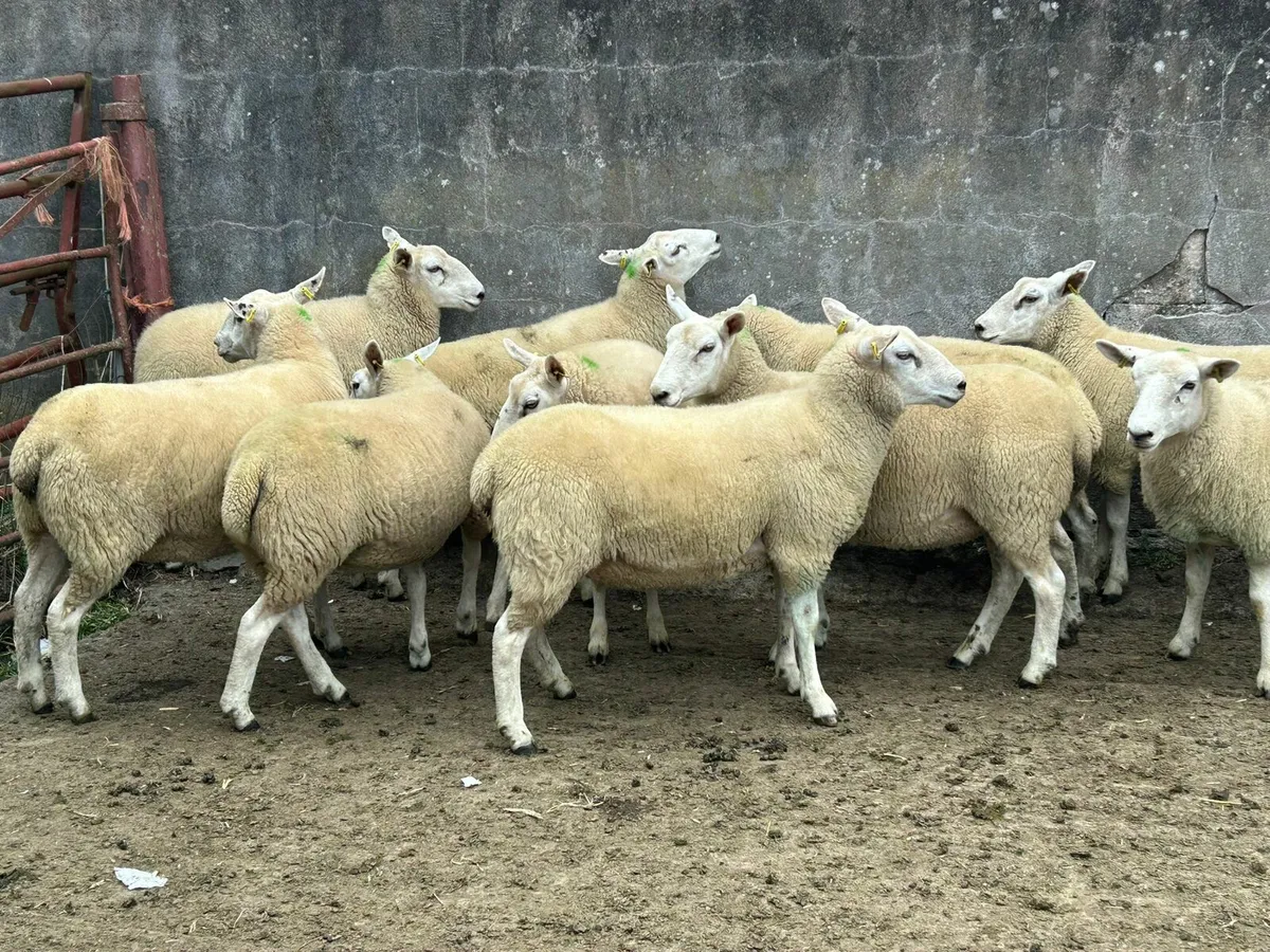 10 Tx Cross Hoggets for sale - Image 3