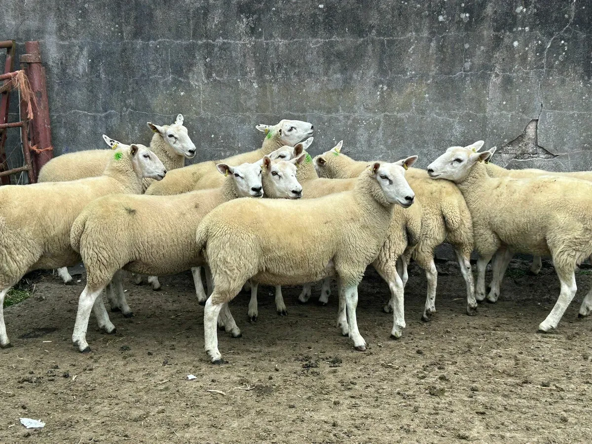 10 Tx Cross Hoggets for sale - Image 4