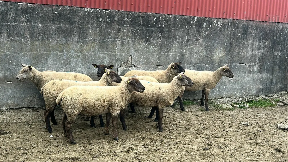 7 suffolk cross hoggets for sale - Image 1