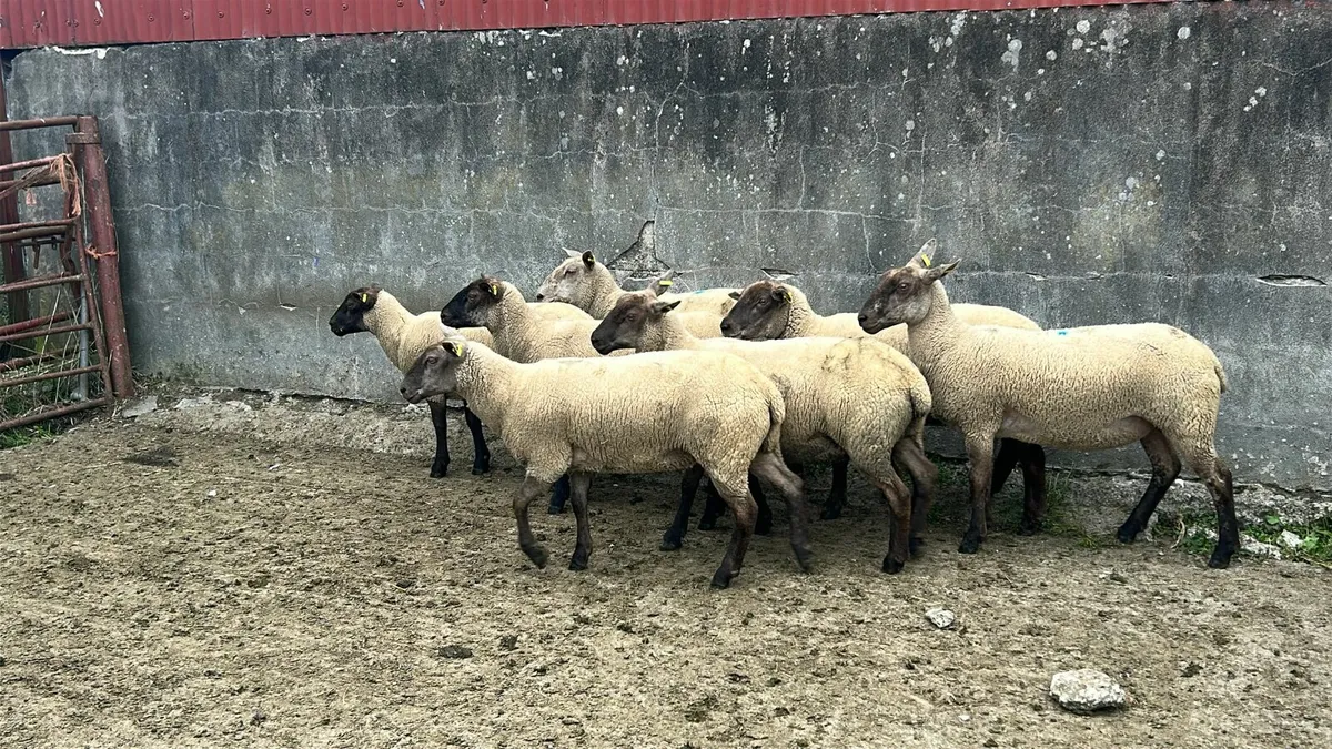 7 suffolk cross hoggets for sale - Image 2