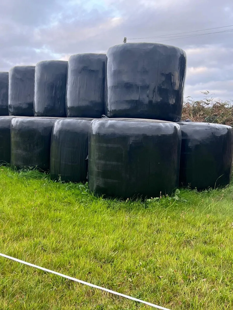 Haylage bales