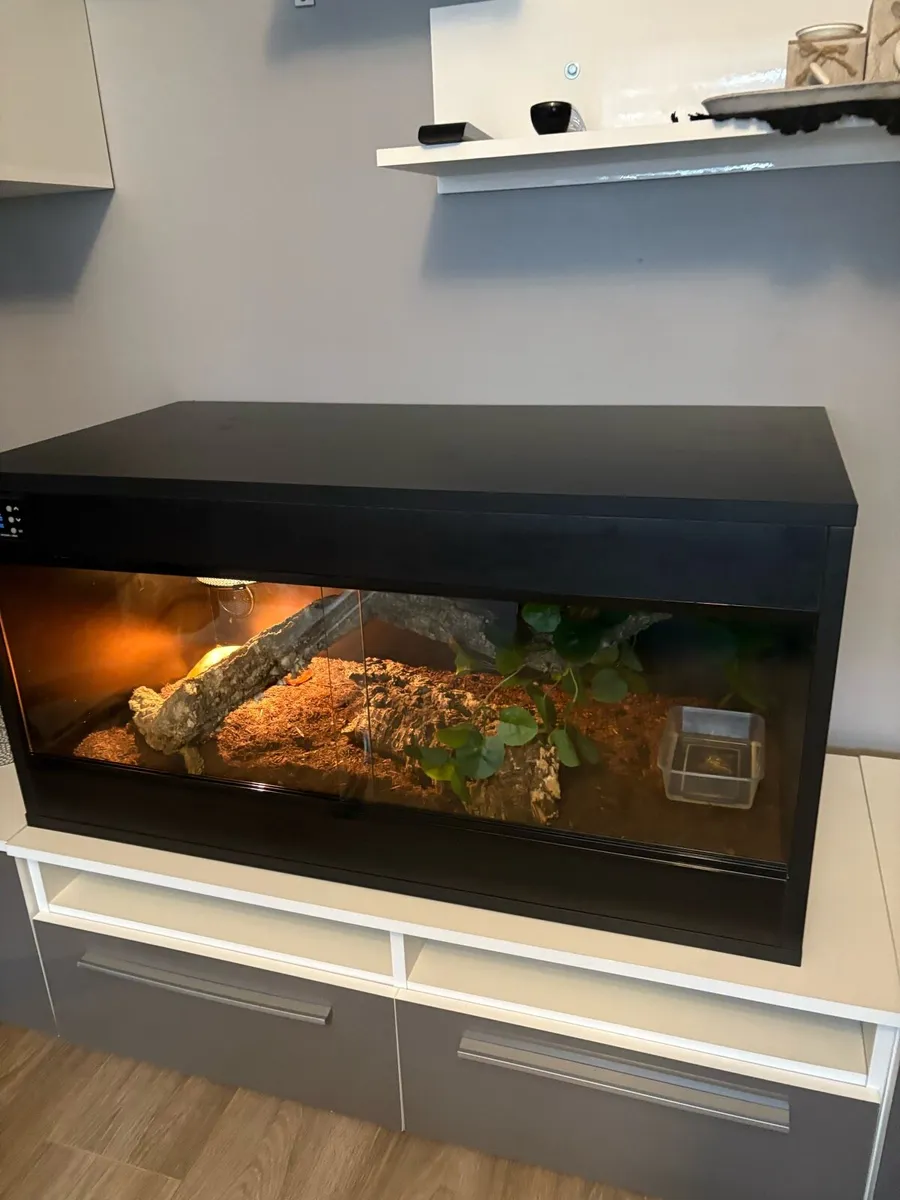 Terrarium with snake - Image 1