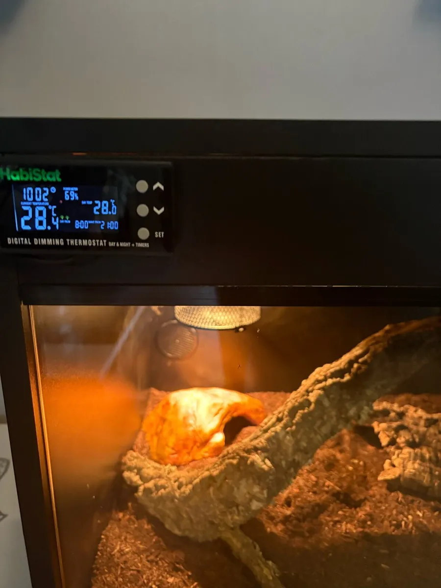 Terrarium with snake - Image 2