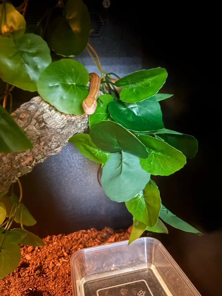 Terrarium with snake - Image 3