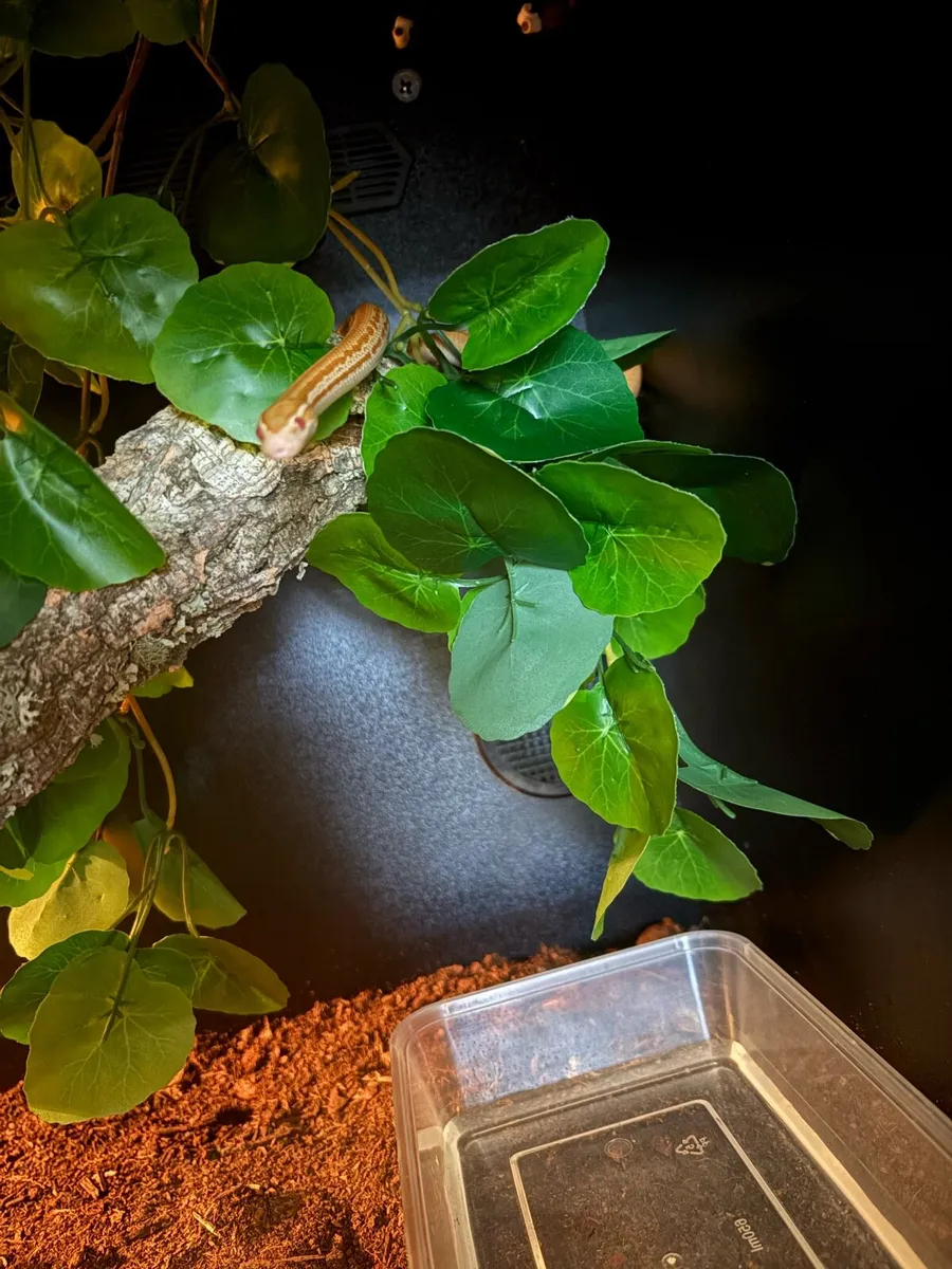Terrarium with snake - Image 4