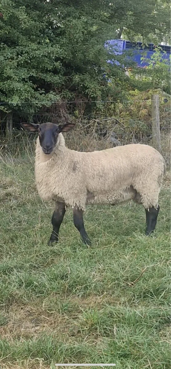 Hybrid Ram lambs - Image 1