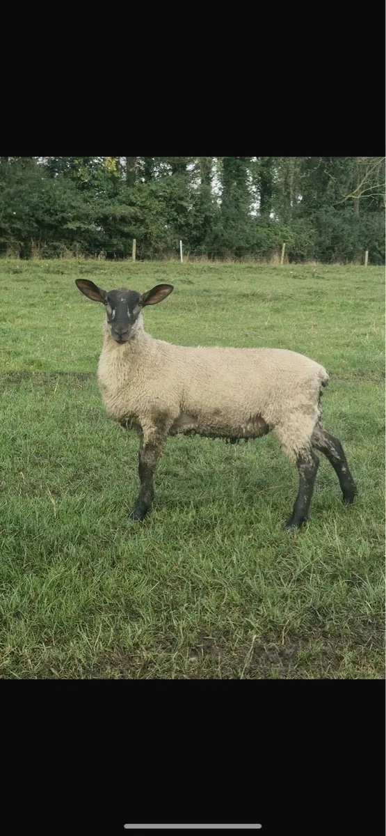 Hybrid Ram lambs - Image 2