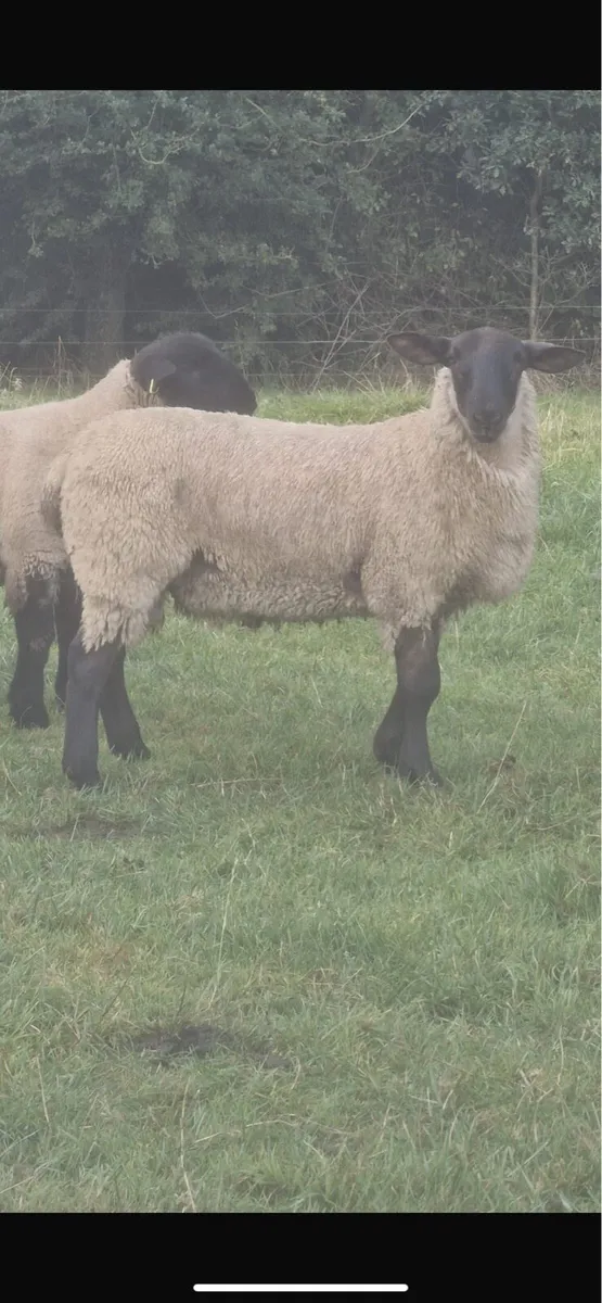 Hybrid Ram lambs - Image 3