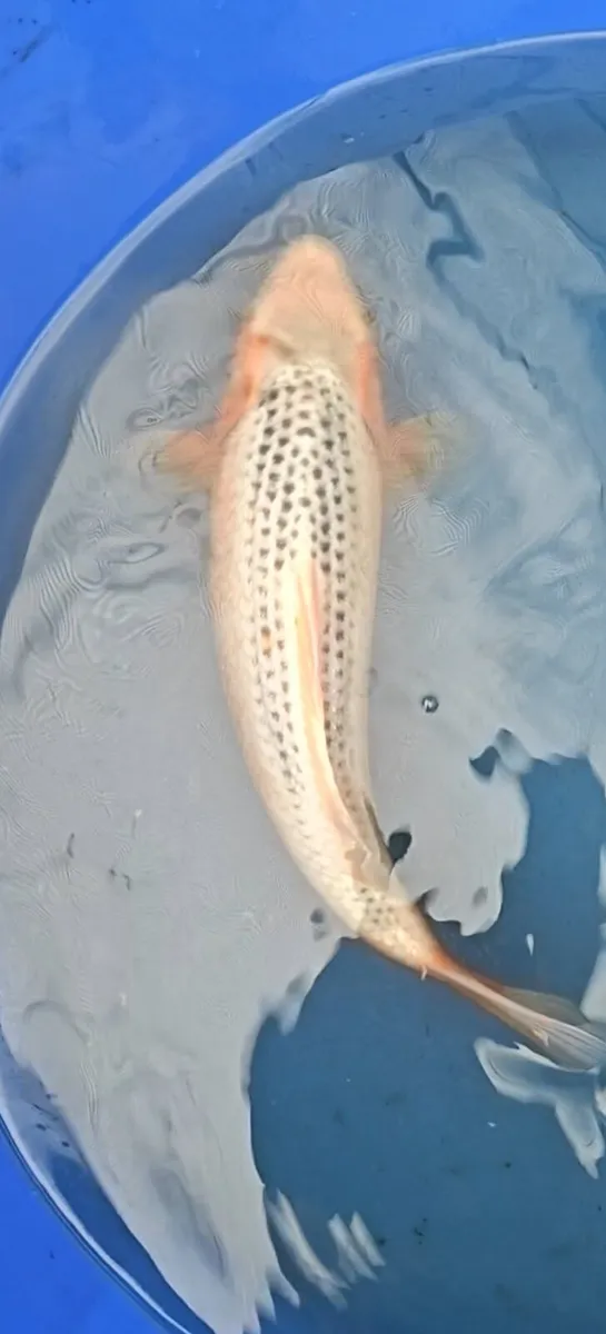 High quality Japanese Koi - Image 1