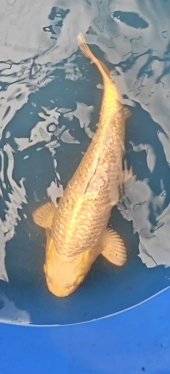High quality Japanese Koi - Image 2