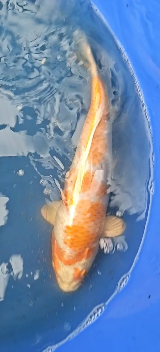 High quality Japanese Koi - Image 3