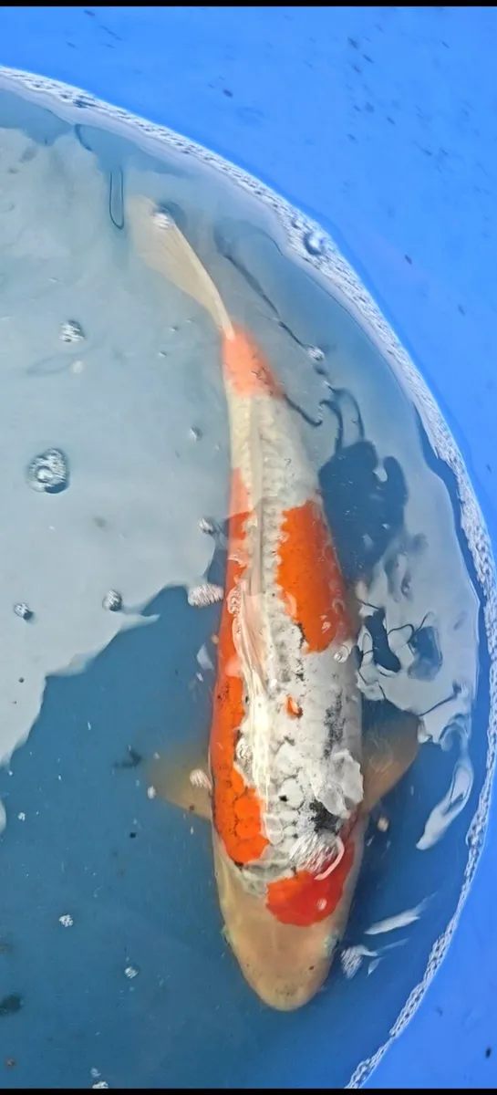 High quality Japanese Koi - Image 4