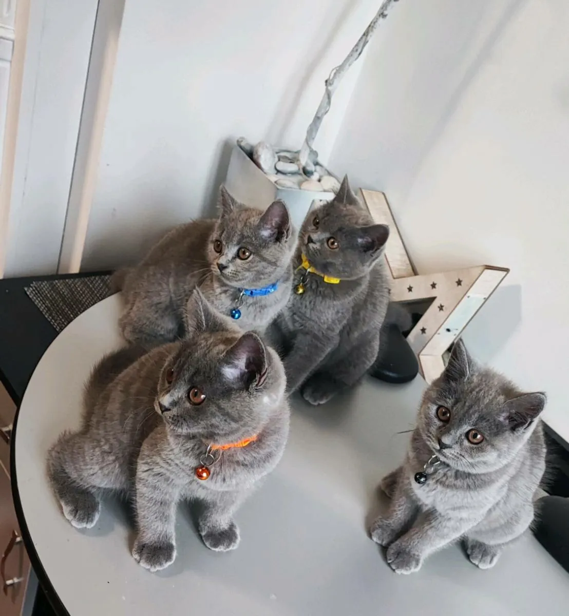 British blue short hair ONLY 3 BOYS LEFT ♥️ - Image 1