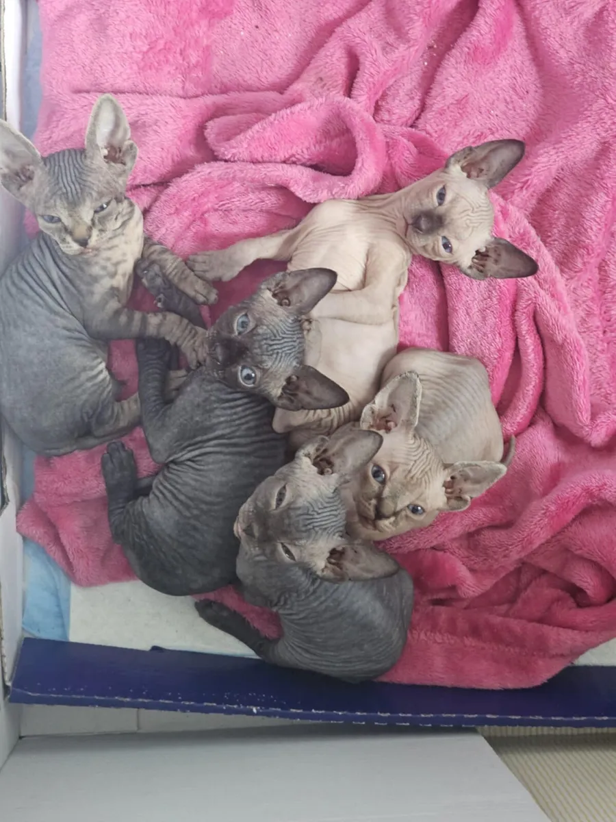 Cats - Image 1