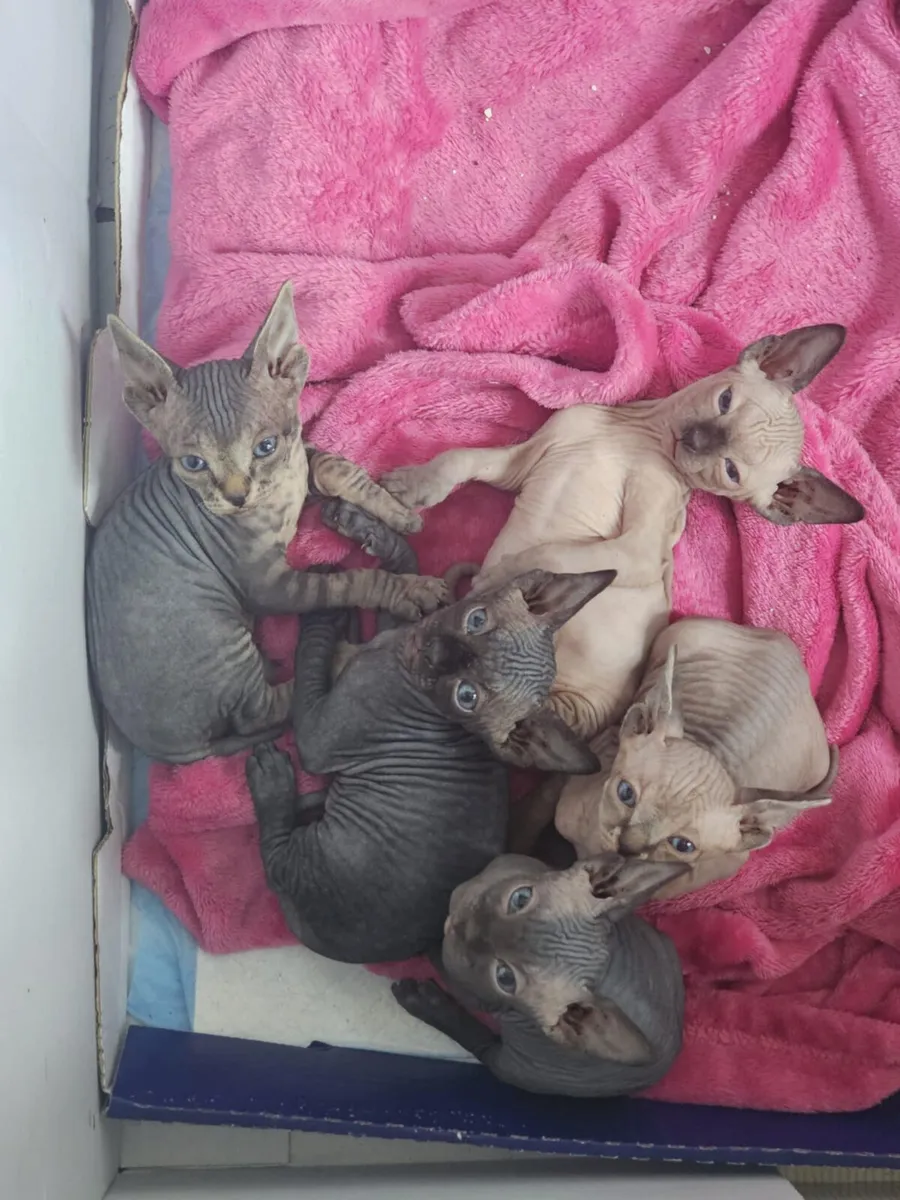 Cats - Image 2