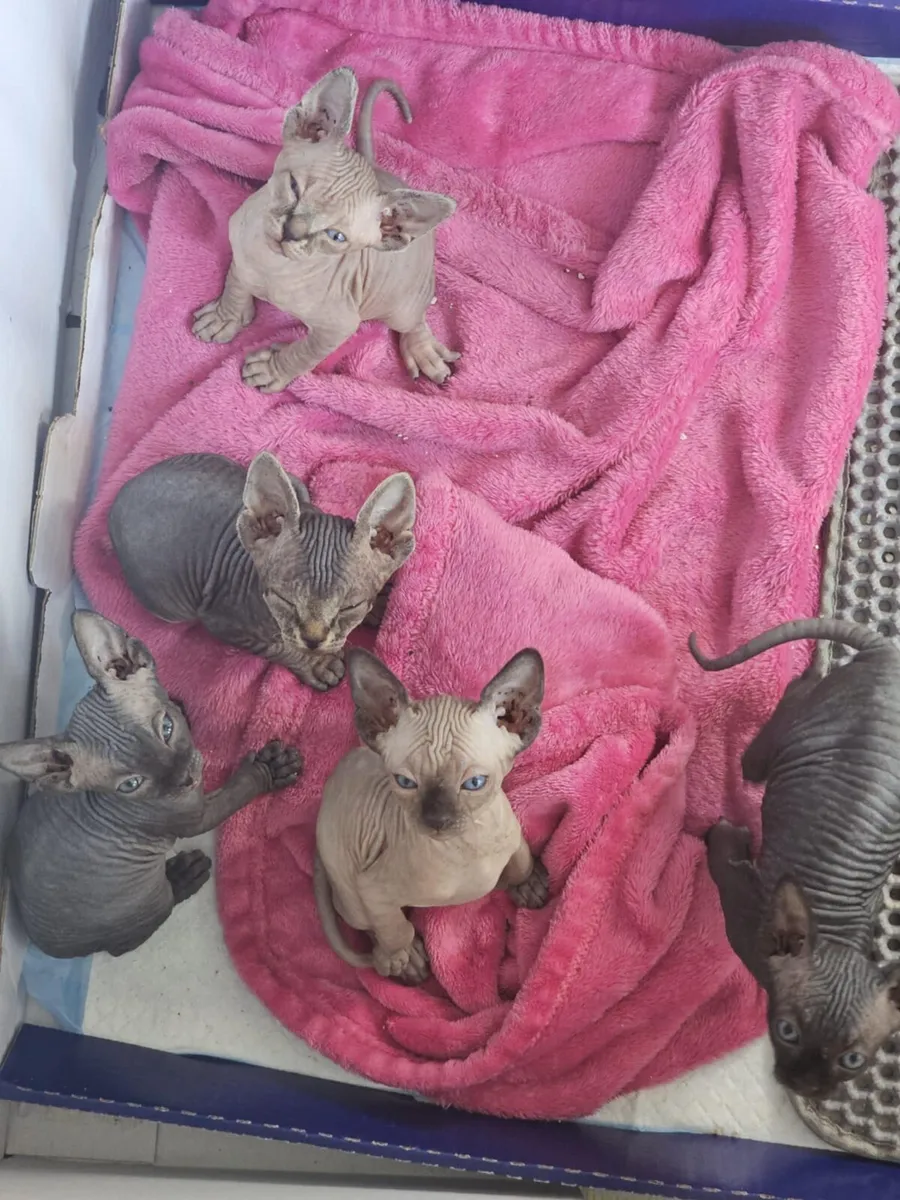 Cats - Image 3