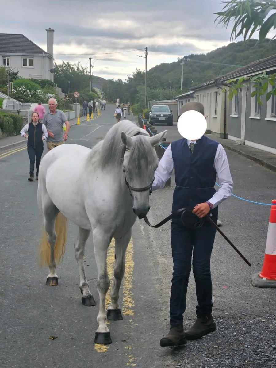 Connemara mare 138cm - Image 3