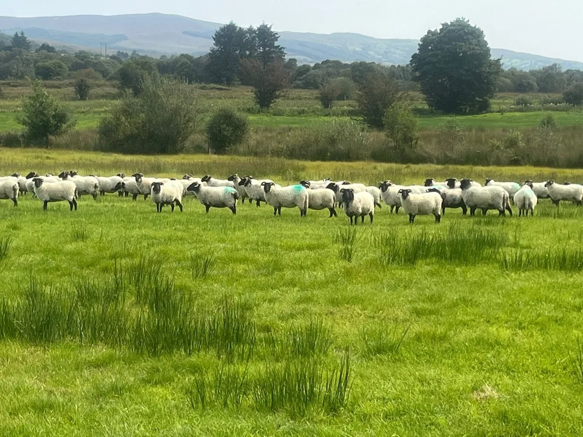 Horned hoggets - Image 1